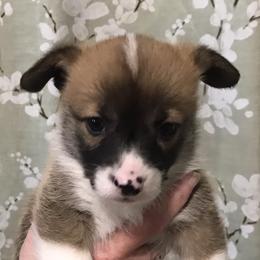 Boy 2 - Fawn male Pembroke Welsh Corgi puppy in Indian Valley, Idaho from Indian Valley Corgies