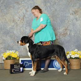 Silas - Greater Swiss Mountain Dog