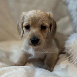 Boy 2 - Cream male Dachshund puppy in Chehalis, Washington from McJazzin Doxies