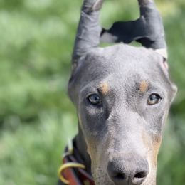 Doberman Pinscher and French Bulldog Puppies from Upper Echelon Kennel