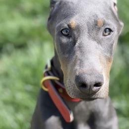 Doberman Pinscher and French Bulldog Puppies from Upper Echelon Kennel