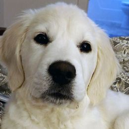 Golden Retriever Puppies from Sleepy Morning Goldens