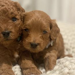 Goldendoodles and Golden Retrievers from Creamy Retrievers