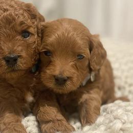 Goldendoodles and Golden Retrievers from Creamy Retrievers