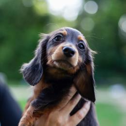 Marigold - Black and tan female Dachshund puppy in Tampa, Florida from EntityDachs
