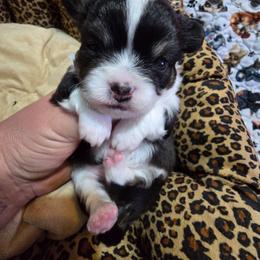 Sebastion - Black and white male Chihuahua puppy in Amity, Pennsylvania from Baxters Chihuahuas