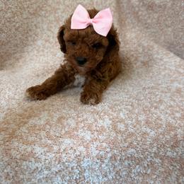 Girl 1 - Apricot female Poodle puppy in Miami, Florida from Sakura Poodles