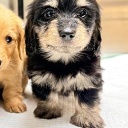 Liberty SILKY WIRE - Black and cream female Dachshund puppy in Alto, Texas from Double W Doxies