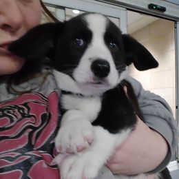 Dublin - Cardigan Welsh Corgi