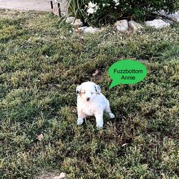 Fuzzbottom Annie - Miniature American Shepherd puppy from Fuzzbottom Miniature American Shepherd
