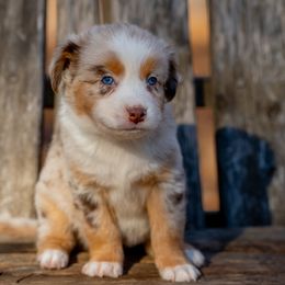Pineapple - Red merle male Miniature Australian Shepherd puppy in Niles, Michigan from Impression Dogs