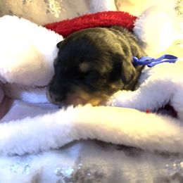 Bruce Springsteen - Phantom male Bernedoodle puppy in Gilbert, Arizona from The Berne Barn... it’s a Doodle thing!