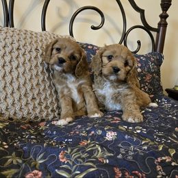 Cavapoo and Poodle Puppies from Premier Paws