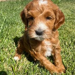 Blue - Red  male Goldendoodle puppy in Fruita Colorado, Colorado from Oodles of Teacup Doodles