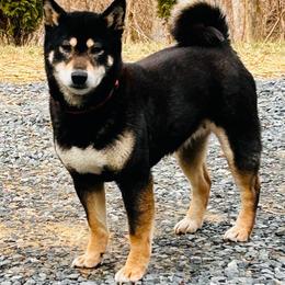 Penny - Shiba Inu