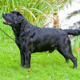 Labrador Retriever All Grown Up from Big Sky Labradors