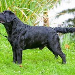 Labrador Retriever All Grown Up from Big Sky Labradors