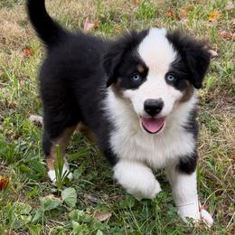 King - Black tri-color male Australian Shepherd puppy in Lynnville, Indiana from Moonlightaussies