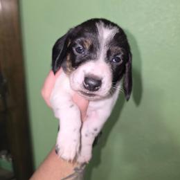 Russel Stover - Black and tan male Dachshund puppy in Great Falls, Montana from Green Dragon Kennel