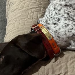 Gabby - German Shorthaired Pointer