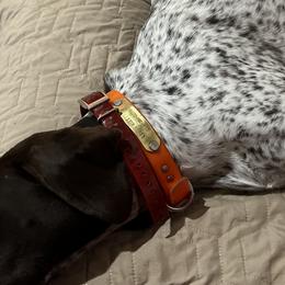 Gabby - German Shorthaired Pointer