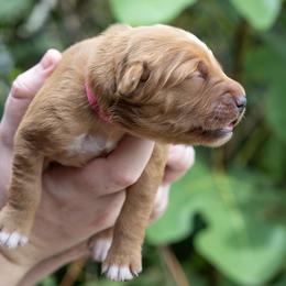 Girl 6 - female Golden Retriever puppy in Gonzales, Louisiana from True Grit Golden Retrievers