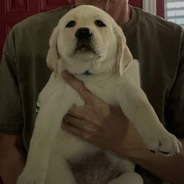 Labrador Retrievers from Holly and Handsome