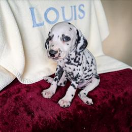 Flower - White and black female Dalmatian puppy in Adkins, Texas from Rock'N'Spark Dalmatians