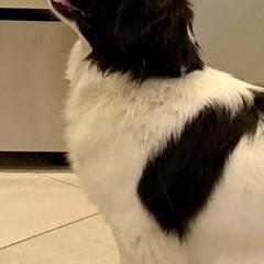 Tibetan Spaniels from Britwalds, Reg