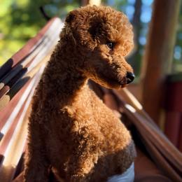 Peanut - Poodle
