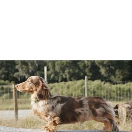 Toffee - Dachshund