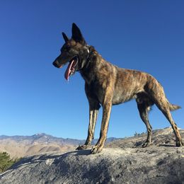 Dutch Shepherd All Grown Up from Sylviane Wildflower DSK (Dutch Shepherd Kennel)