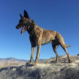Dutch Shepherd All Grown Up from Sylviane Wildflower DSK (Dutch Shepherd Kennel)