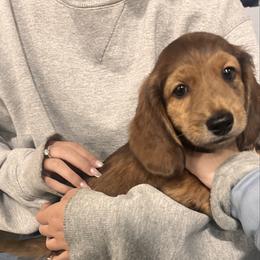 Mr.   Orange.  AKC - Brindle male Dachshund puppy in Miami, Florida from Maitime Dachshund