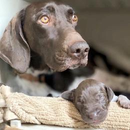German Shorthaired Pointers from Boonies Farms