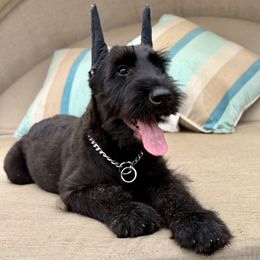 Boy 5 - Black male Giant Schnauzer puppy in Wildomar, California from My Angel Schnauzers