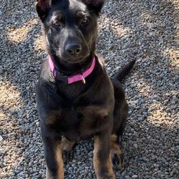 German Shepherds from K Y Kennels