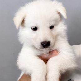 Boy 1 - White male German Shepherd puppy in Santa Rosa Valley, California from Diamond White German Shepherds