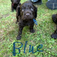 Boykin Spaniel Puppies from Jacki Riehl