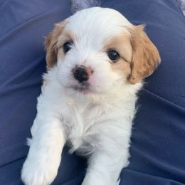 PEBBLES - Blenheim female Cavachon puppy in Draper, Utah from Cavachon Love Chocolate Cavaliers, Cavaliers, Cavachon’s, Cavapoos
