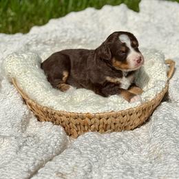Vivian - Brown and white female Bernedoodle puppy in Bremen, Indiana from Farmland Doodles