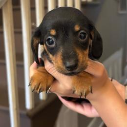 Angel - Black and tan female Dachshund puppy in Colonial Heights, Virginia from Mimi’s Doxies