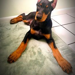 Doberman Pinscher Puppies from Devoted Doberman