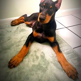 Doberman Pinscher Puppies from Devoted Doberman