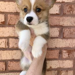 Boy 1 - Red male Pembroke Welsh Corgi puppy in Cumming, Georgia from Carter’s Corgis LLC