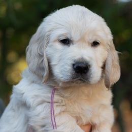 Girl 3 - Light golden female Golden Retriever puppy in Hayward, California from East Bay Golden Retrievers