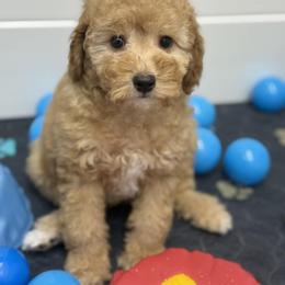 Nancy - Apricot female Goldendoodle puppy in Yuciapa, California from AlltheDoodlez_