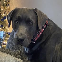 Maverick - Labrador Retriever
