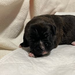 Gunner - RESERVED - Brindle Boxer puppy in Taft, Tennessee from Hillbillie Boxers