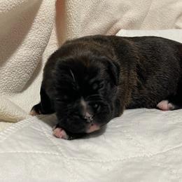 Gunner - RESERVED - Brindle Boxer puppy in Taft, Tennessee from Hillbillie Boxers